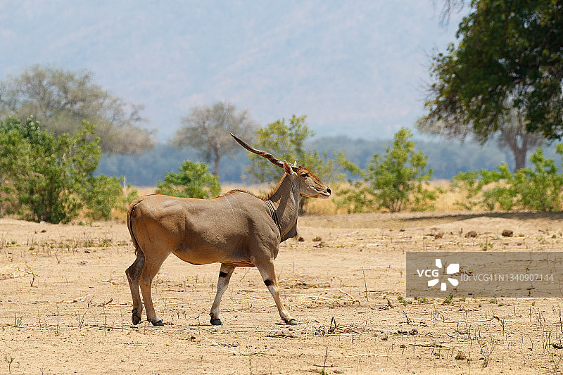 大羚羊图片素材