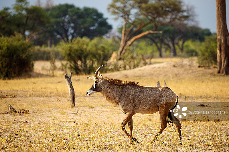 罗恩羚羊图片素材