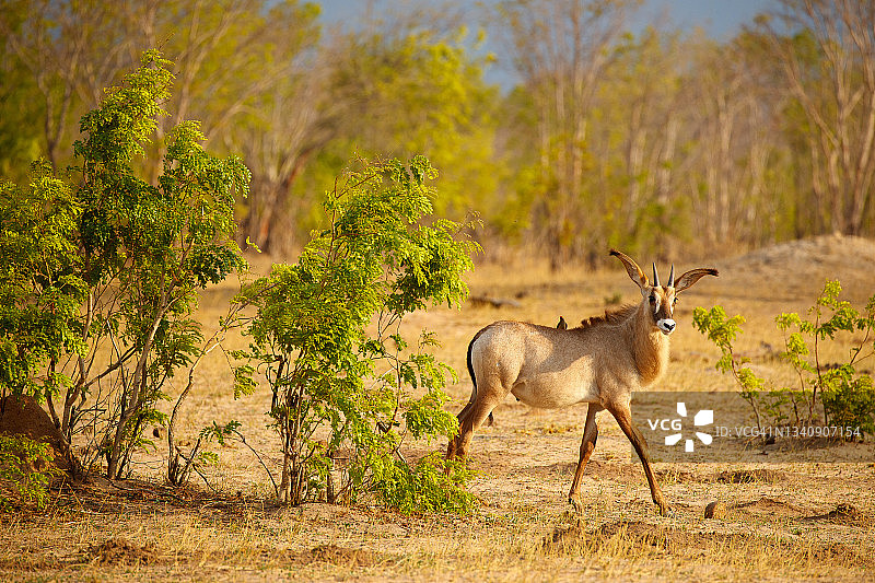 罗恩羚羊图片素材