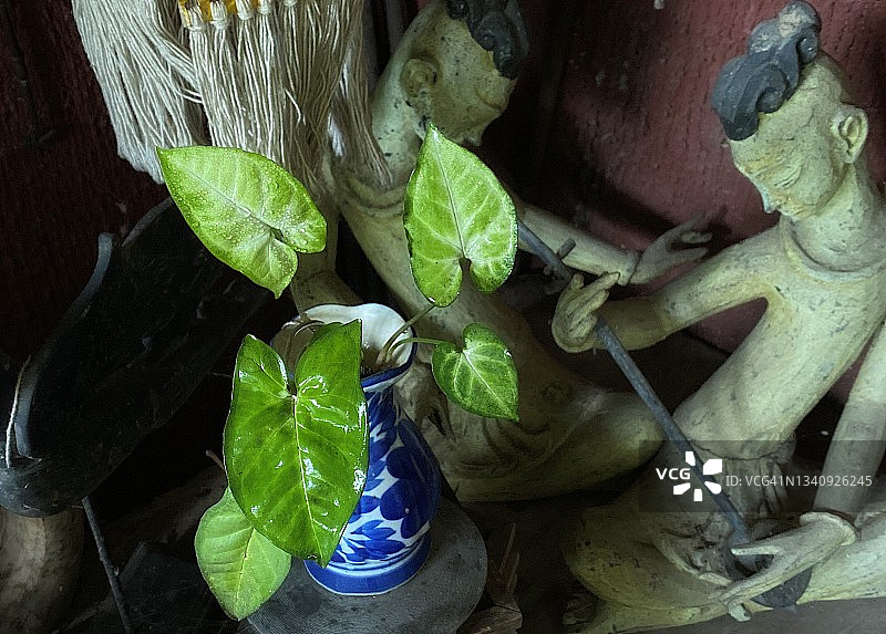 用于花园和家居装饰的绿萝之美图片素材