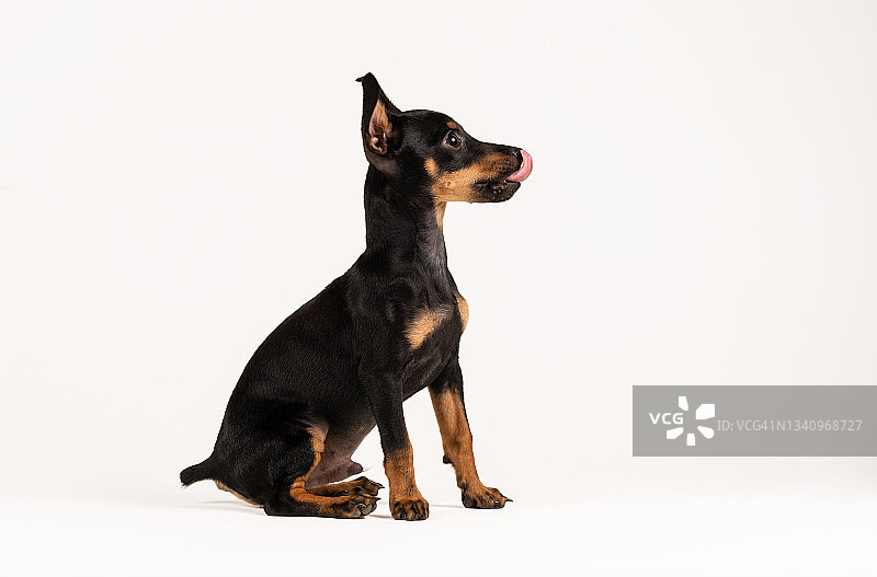白色背景上的迷你杜宾犬幼犬图片素材