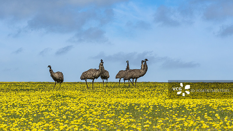 广阔油菜花田中的鸸鹋图片素材
