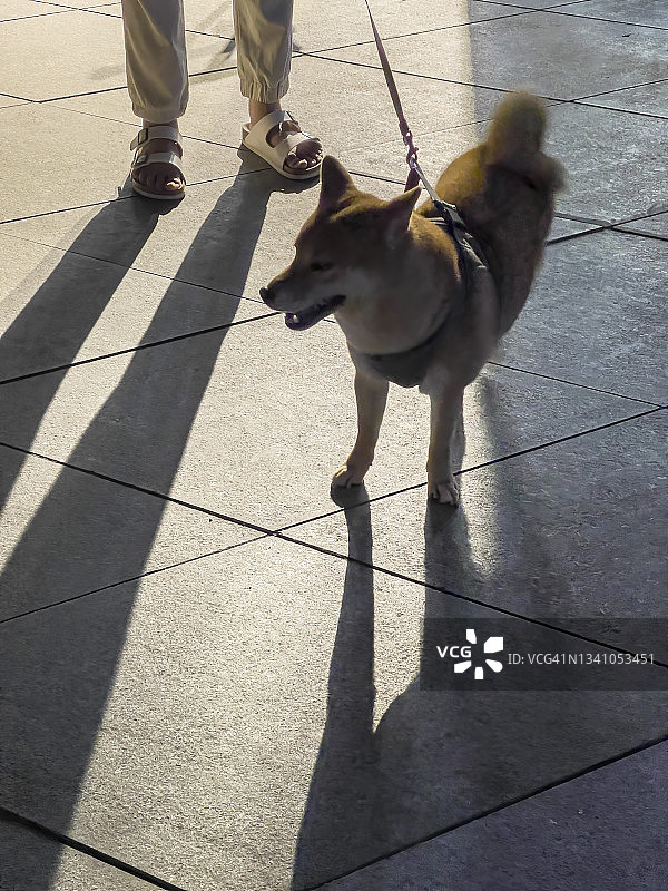 夜晚，男子抱着柴犬图片素材