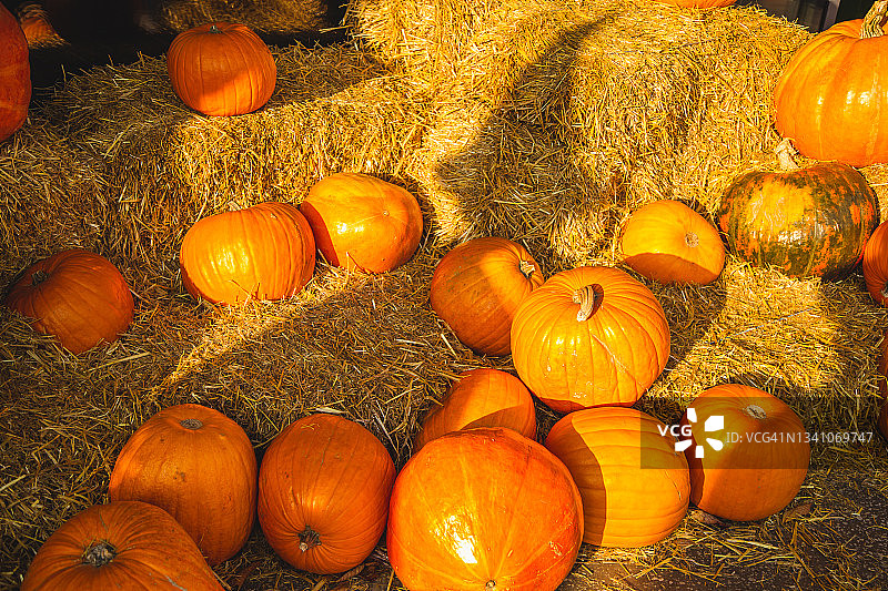 各种各样的南瓜图片素材