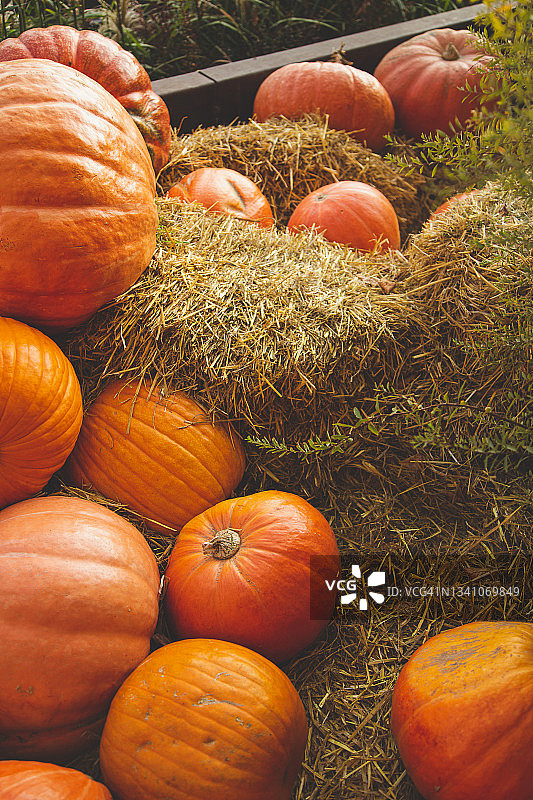 各种各样的南瓜图片素材