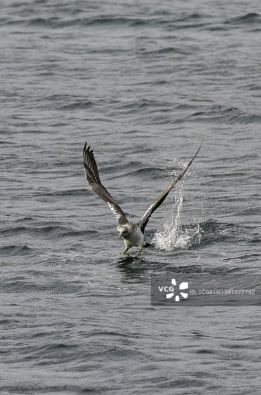 澳洲塘鹅幼鸟，澳大利亚杰维斯湾布德里国家公园图片素材