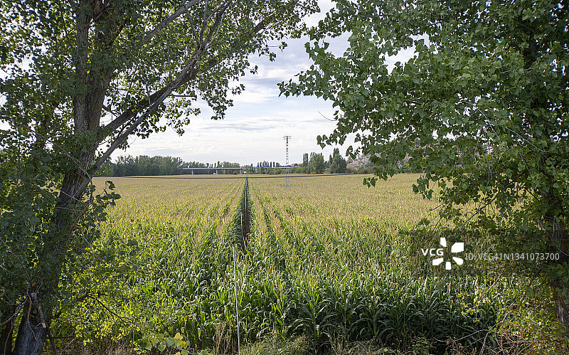 傍晚时分浇水的玉米地。图片素材