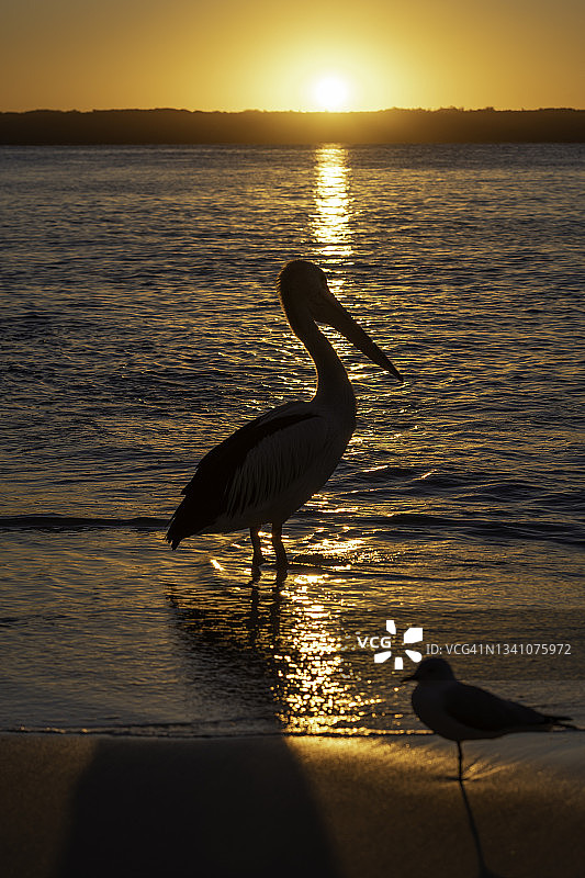 日落时分，在澳大利亚杰维斯湾布德里国家公园的澳大利亚鹈鹕图片素材
