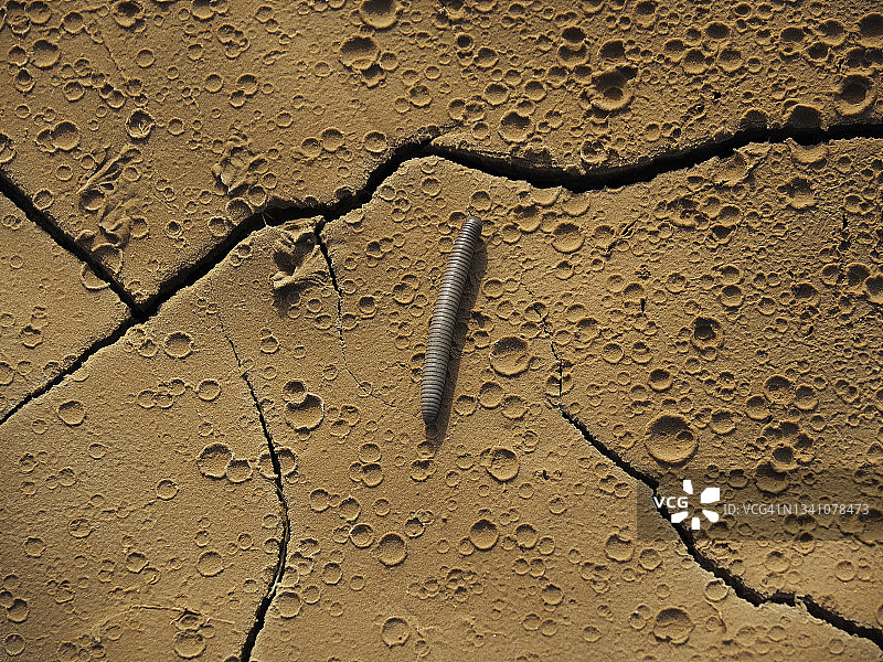 西班牙巴尔德纳斯雷亚莱斯的沙漠蜈蚣图片素材