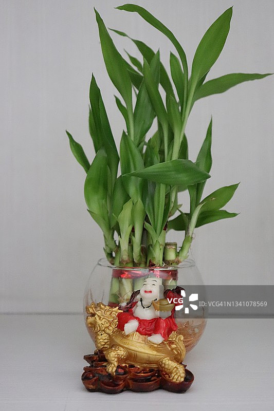 圆玻璃花瓶中的幸运竹与弥勒佛/风水图片素材