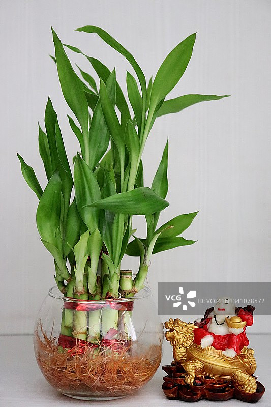 圆玻璃花瓶中的幸运竹与弥勒佛/风水图片素材