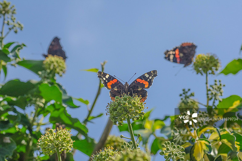 花园里的蝴蝶图片素材