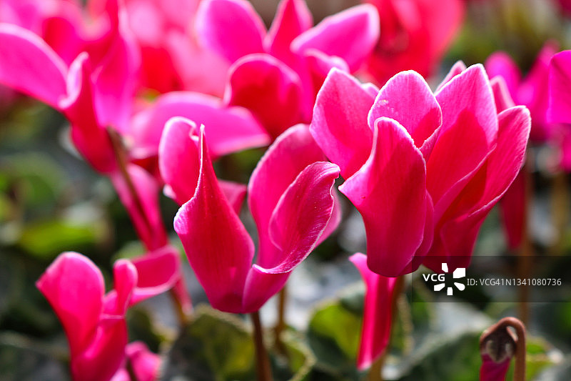 常春藤叶仙客来，粉红色花朵，绿色心形叶子背景图片素材