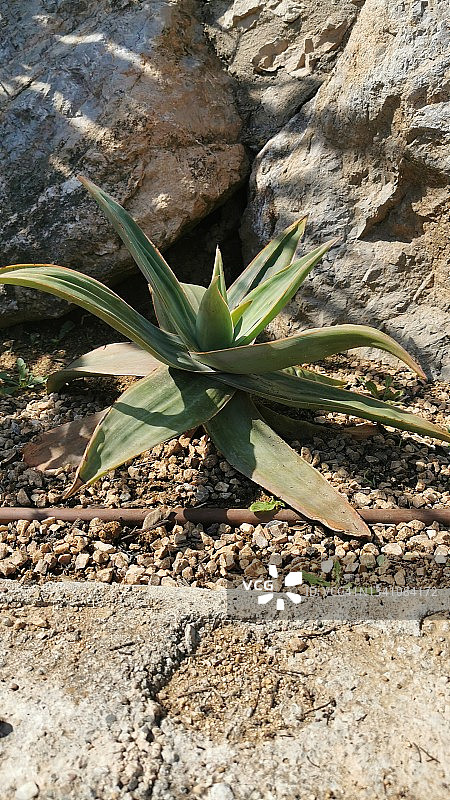 龙舌兰图片素材