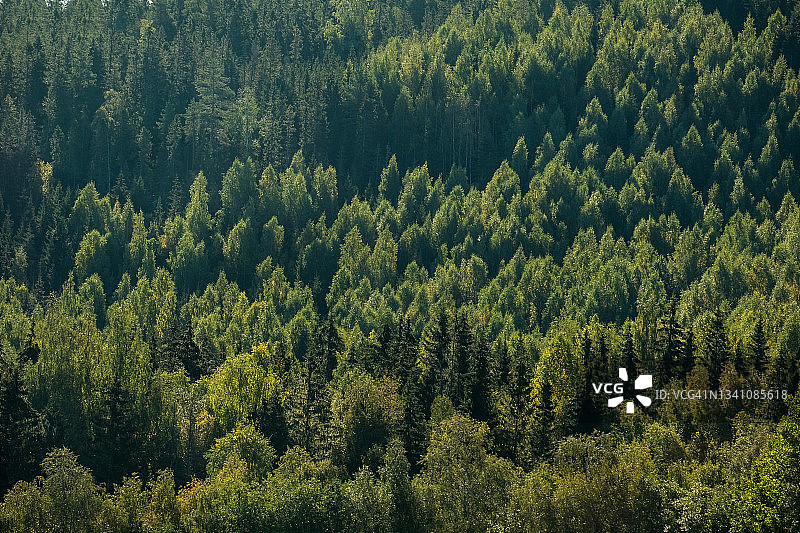 阳光照耀下的山坡茂密针叶林图片素材