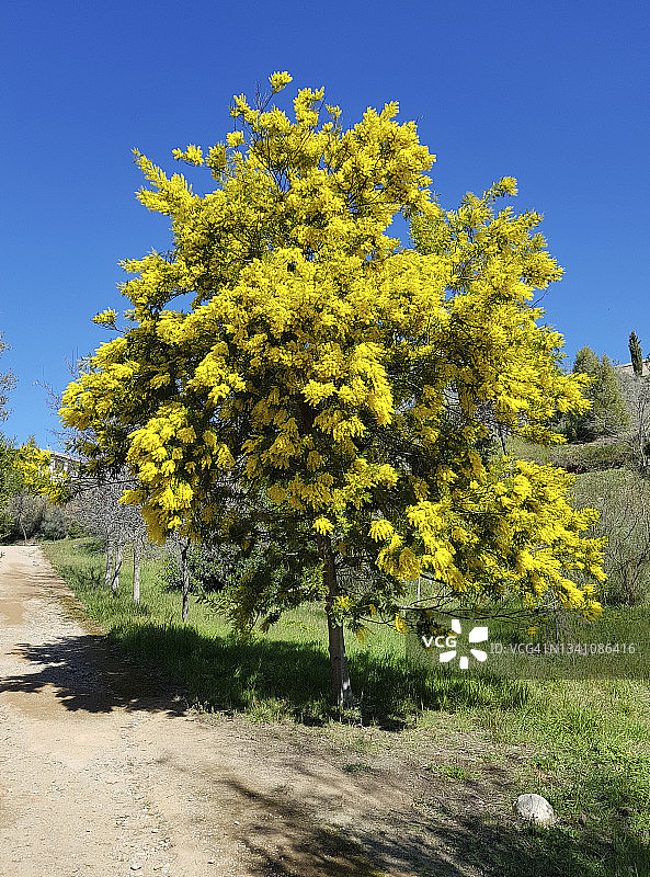 盛开的金合欢树图片素材