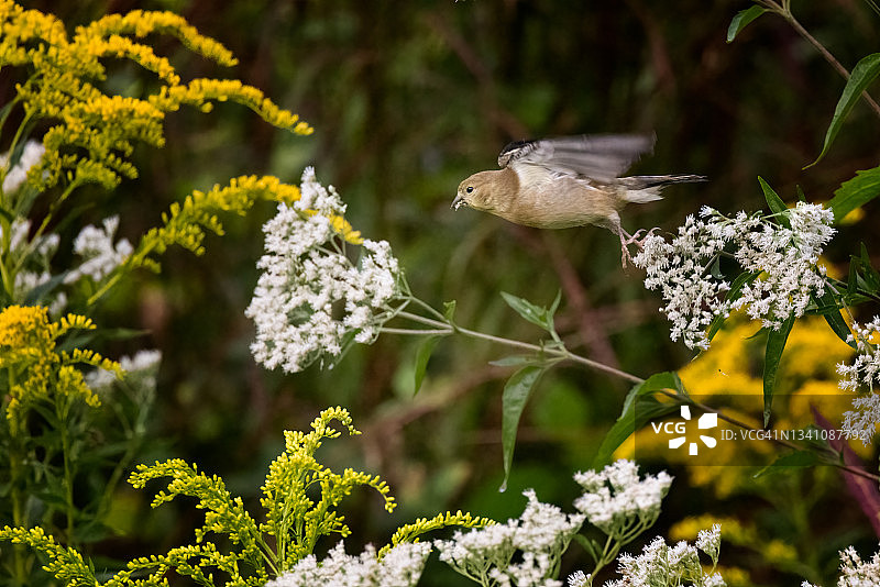 美国雌性金翅雀图片素材