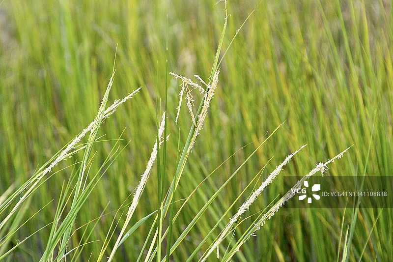 盐沼草特写图片素材