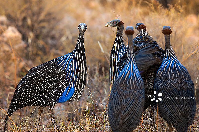 野生的珠鸡图片素材