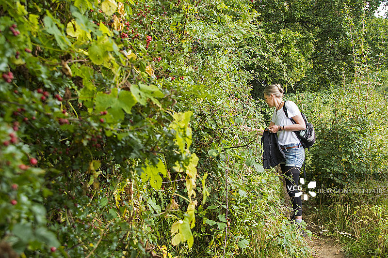 采摘黑莓的女人图片素材