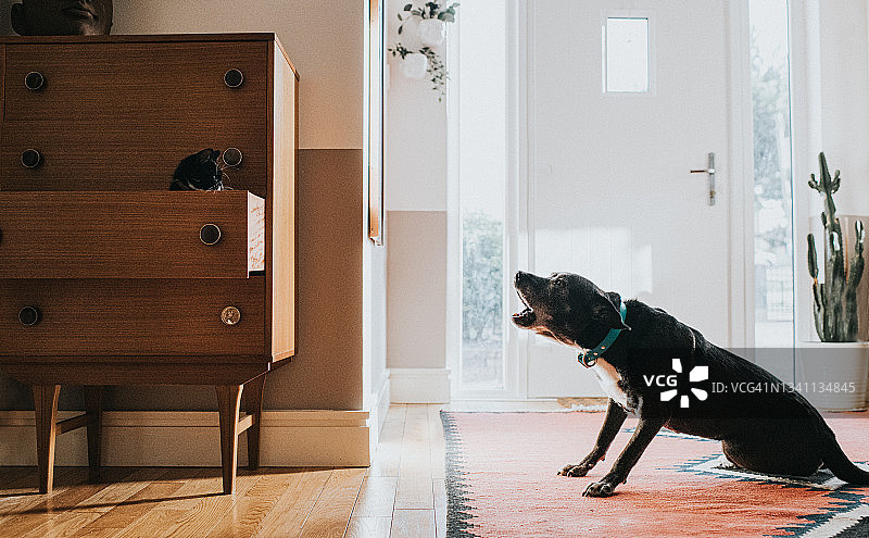 狗对着坐在抽屉里的猫吠叫图片素材