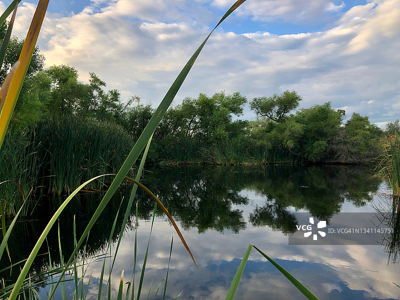 沼泽地区的反光池塘树木云彩图片素材