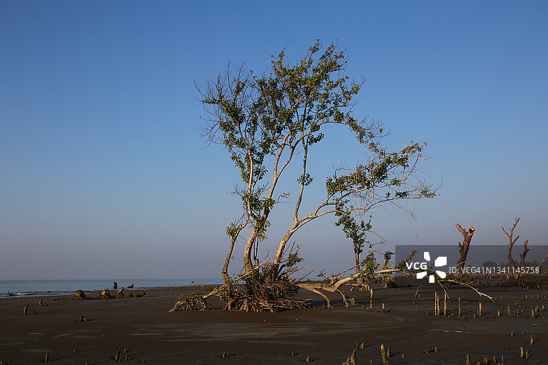 红树林树图片素材