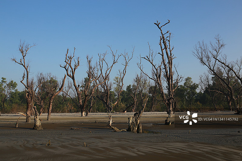 海滩上濒临死亡的树木图片素材
