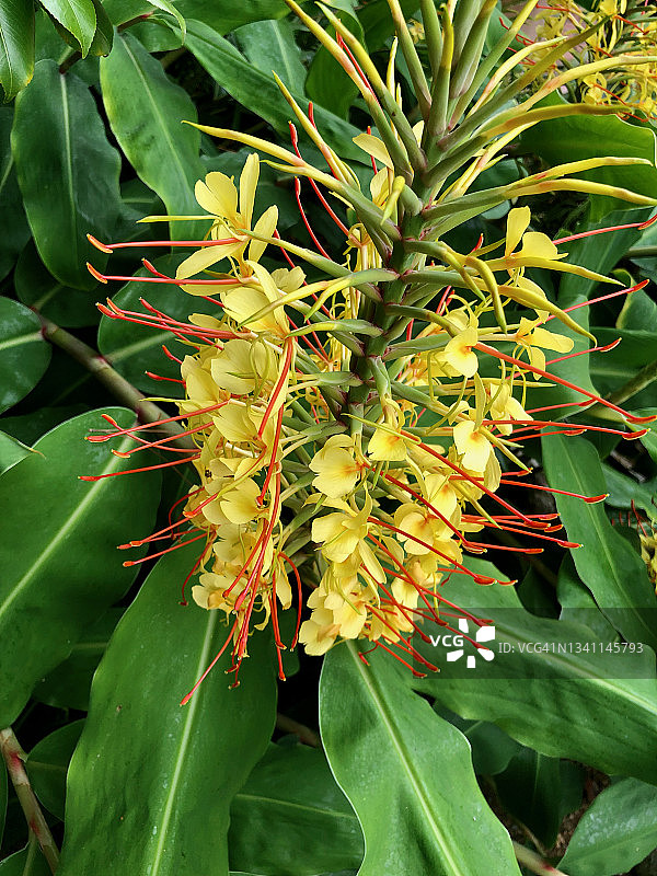开花的姜植物图片素材
