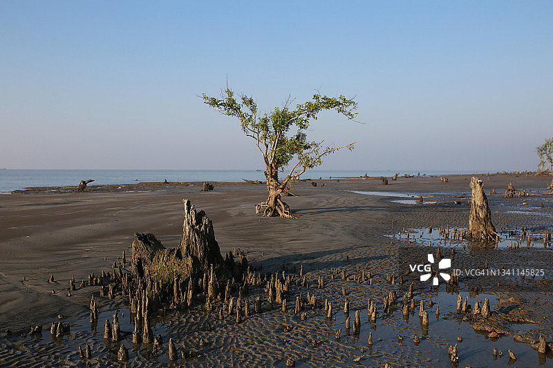 红树林树图片素材