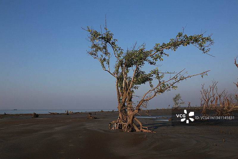 红树林树图片素材