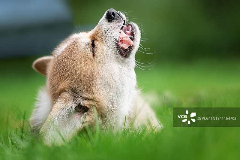 小狗啃生肉图片素材