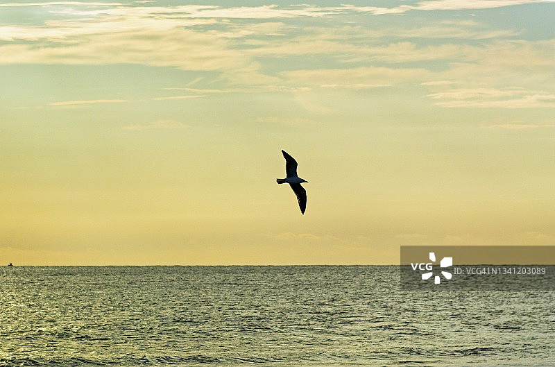 日出时逆光飞翔的黑背鸥图片素材