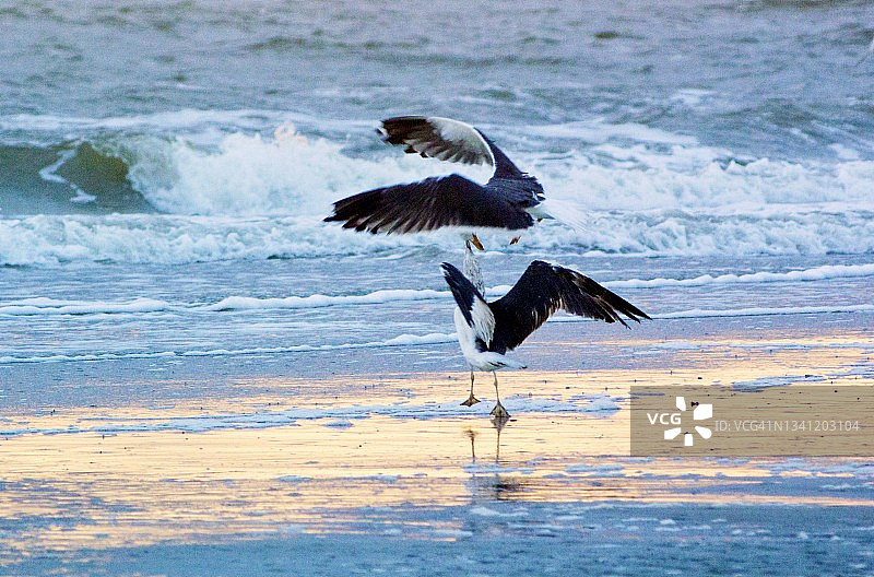 两只黑背鸥打斗图片素材