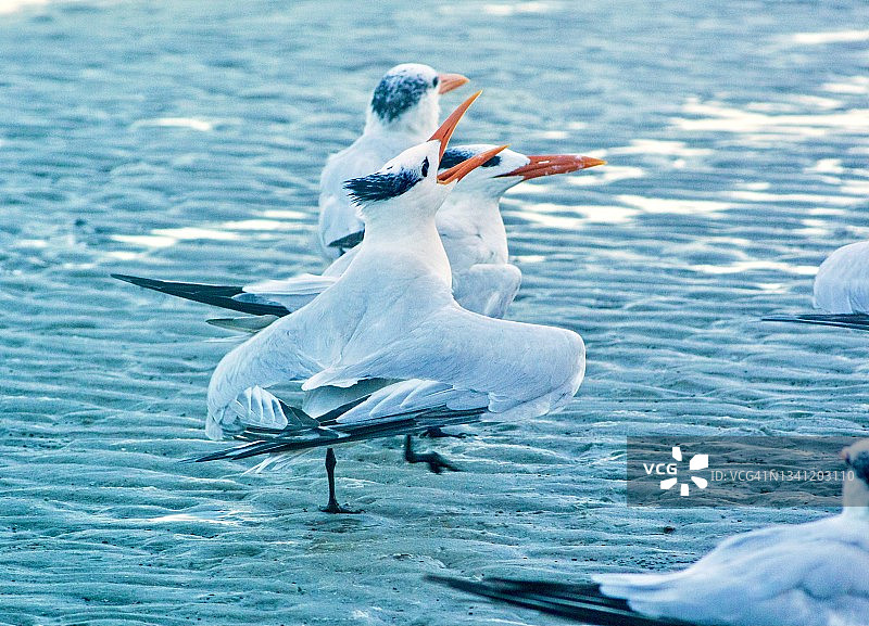 趾高气昂的皇家燕鸥图片素材