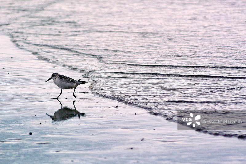 半蹼鹬在水边图片素材