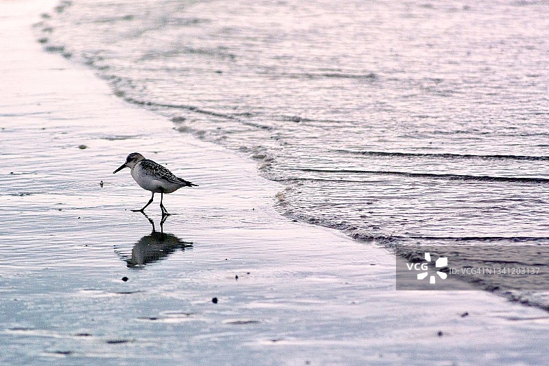 半蹼鹬在水边图片素材