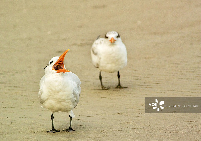 两只皇家燕鸥海滩站立，一只鸣叫图片素材