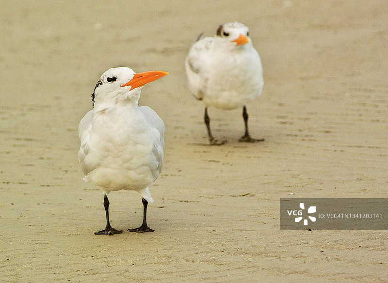 两只皇家燕鸥站在海滩上图片素材