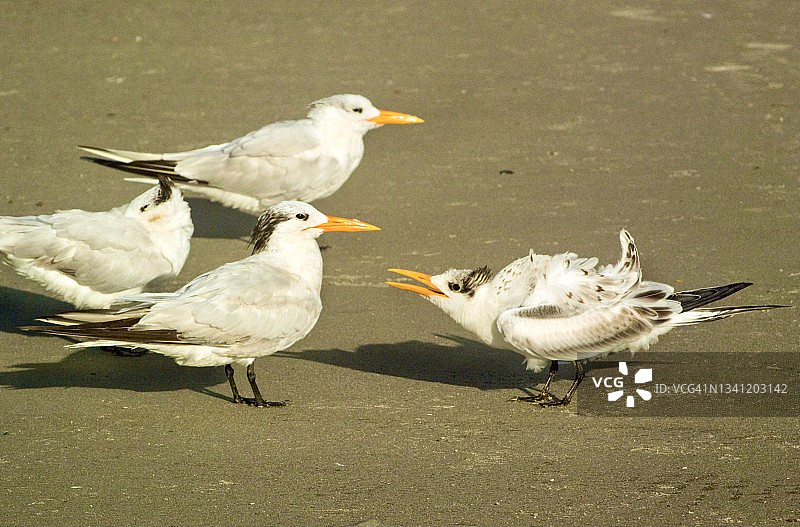 乞食的幼年王燕鸥图片素材