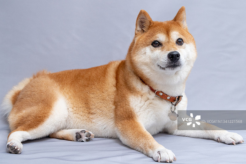 豆柴犬图片素材