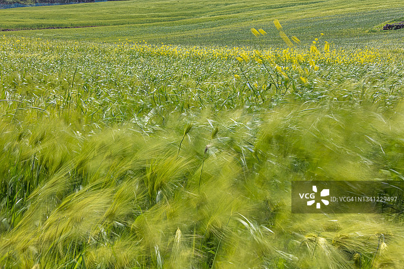 韩国绿色大麦田图片素材