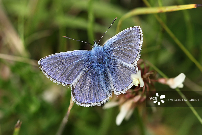 普通蓝图片素材