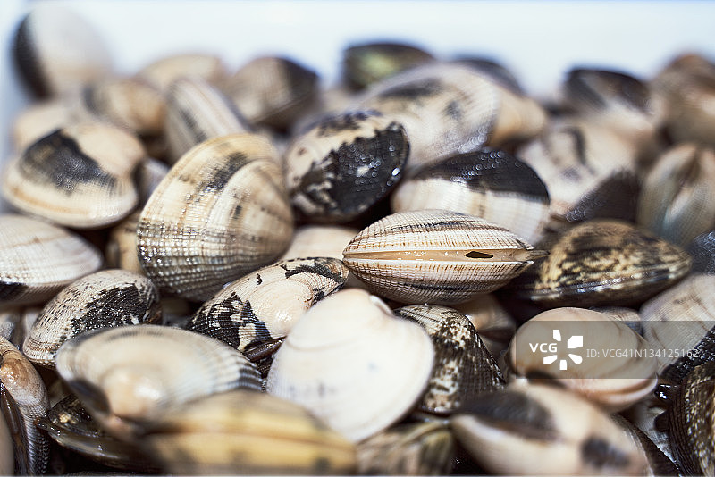 白色背景上的新鲜蛤蜊特写图片素材