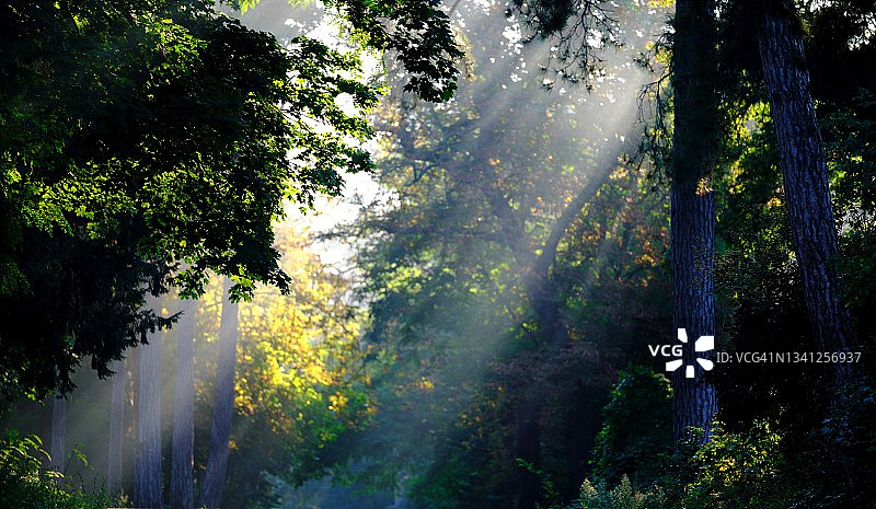 森林中的光芒图片素材