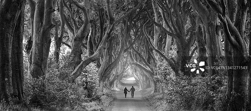 情侣手牵手走在雾中雄伟的山毛榉树下小路上的背影（北爱尔兰的黑暗树篱）图片素材