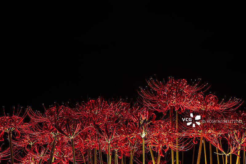 集群孤挺花图片素材