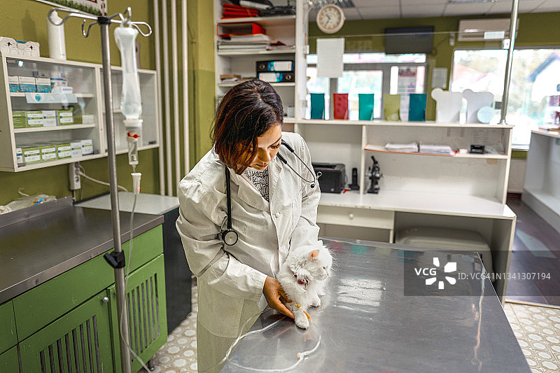 给猫输液图片素材