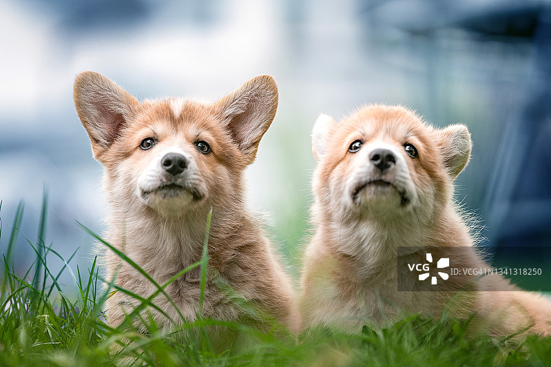 两只小狗的肖像图片素材