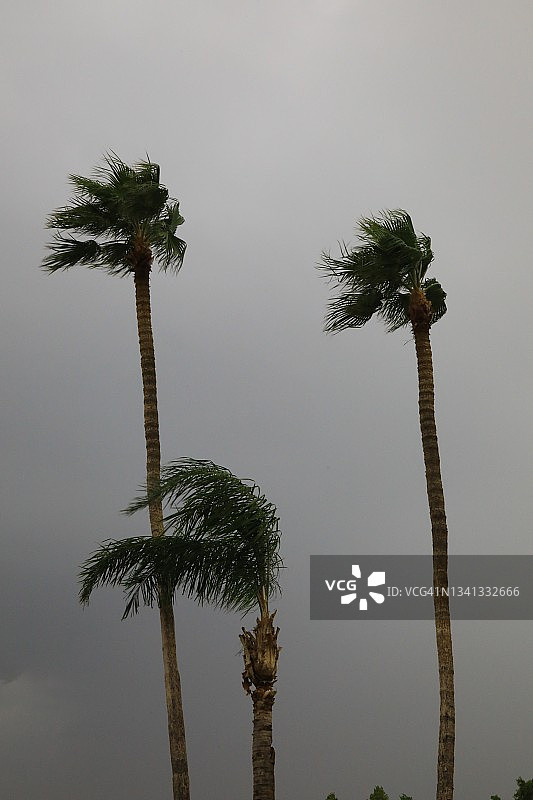 热带风暴引起的大风图片素材